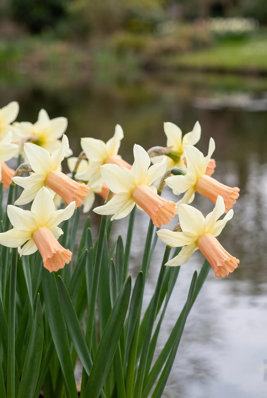 Narcissus Carice — in de tuin