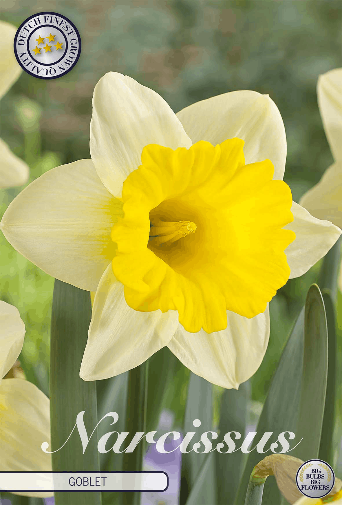 Narcissus Goblet