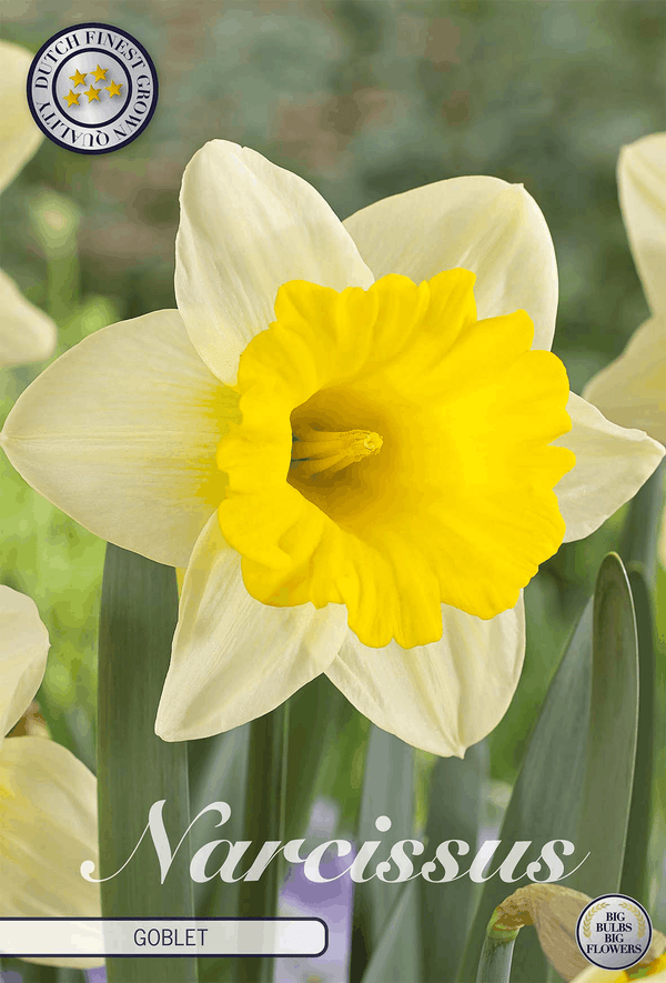 Narcissus Goblet