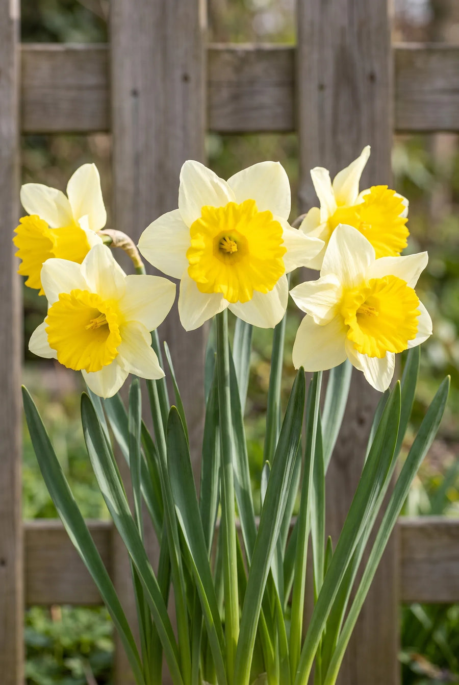 Narcissus Goblet — in de border