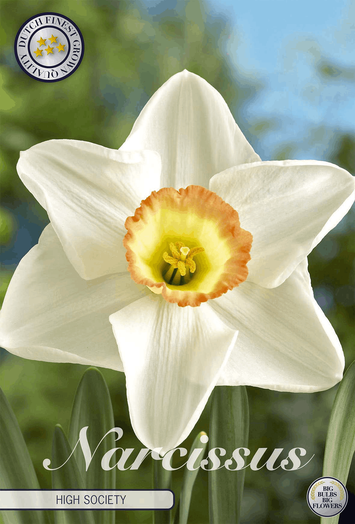 Narcissus High Society