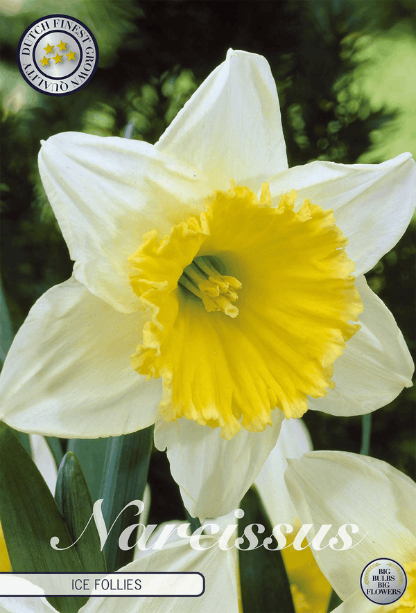 Narcissus Ice Follies