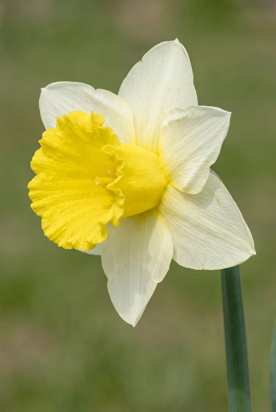 Narcissus Ice Follies — close-up van de bloem