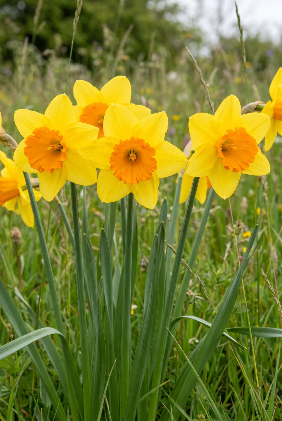 Narcissus Juanita — in de tuin