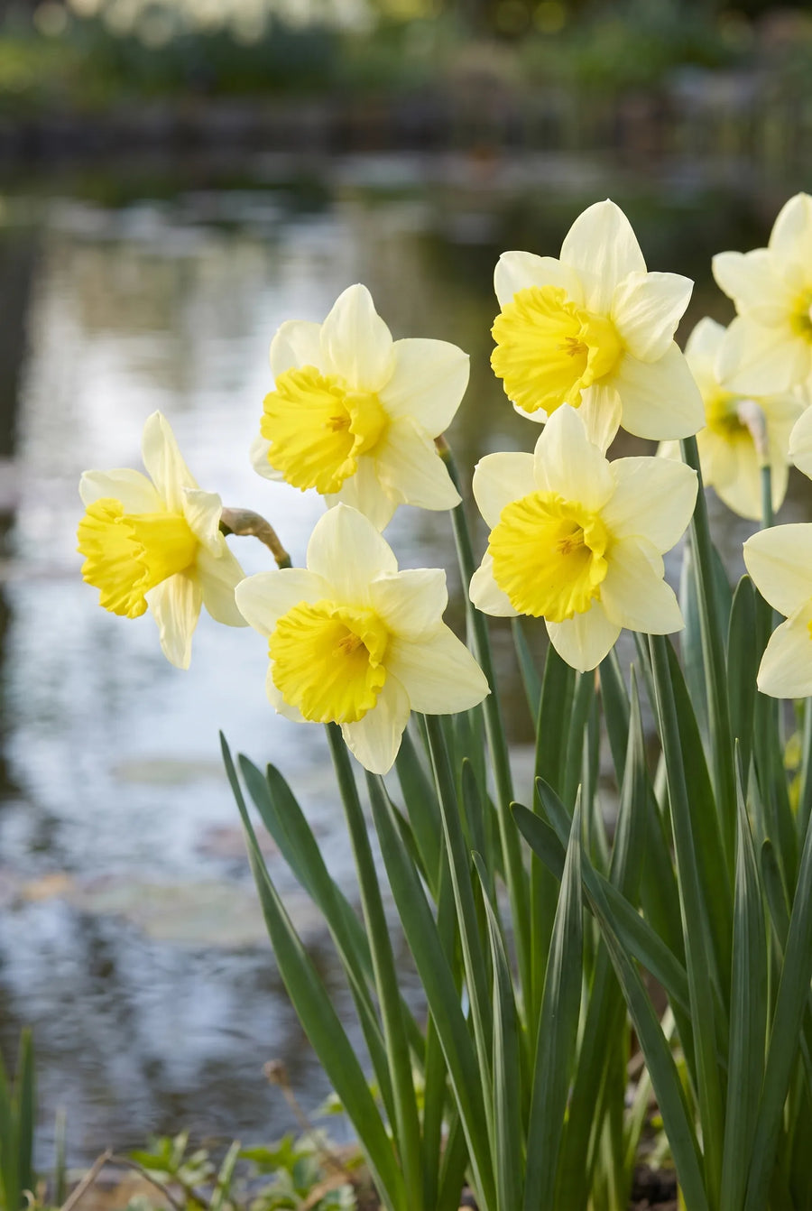 Narcissus Ladea — in de border