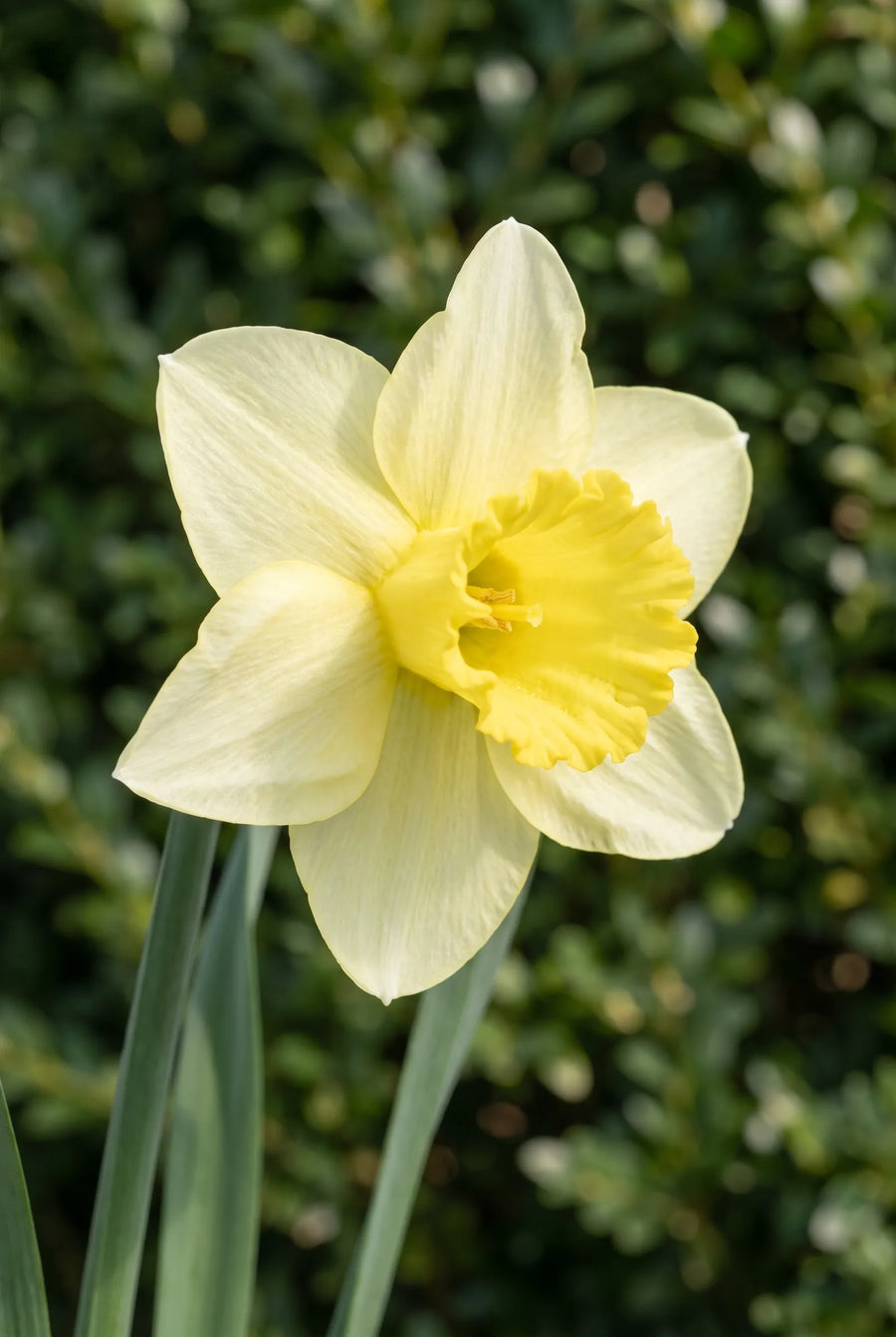 Narcissus Mainstreet — close-up van de bloem