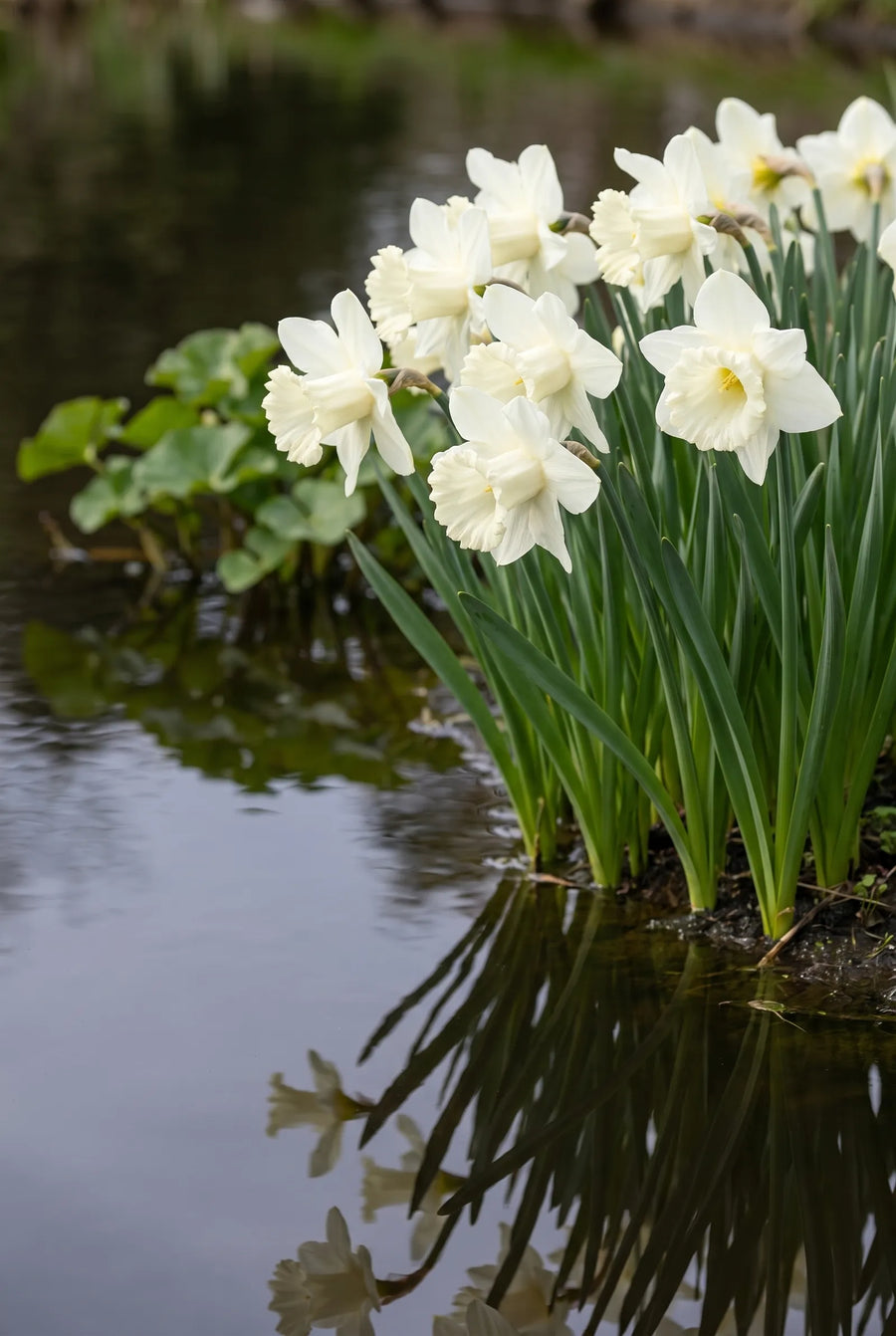 Narcissus Mount Hood — in de tuin