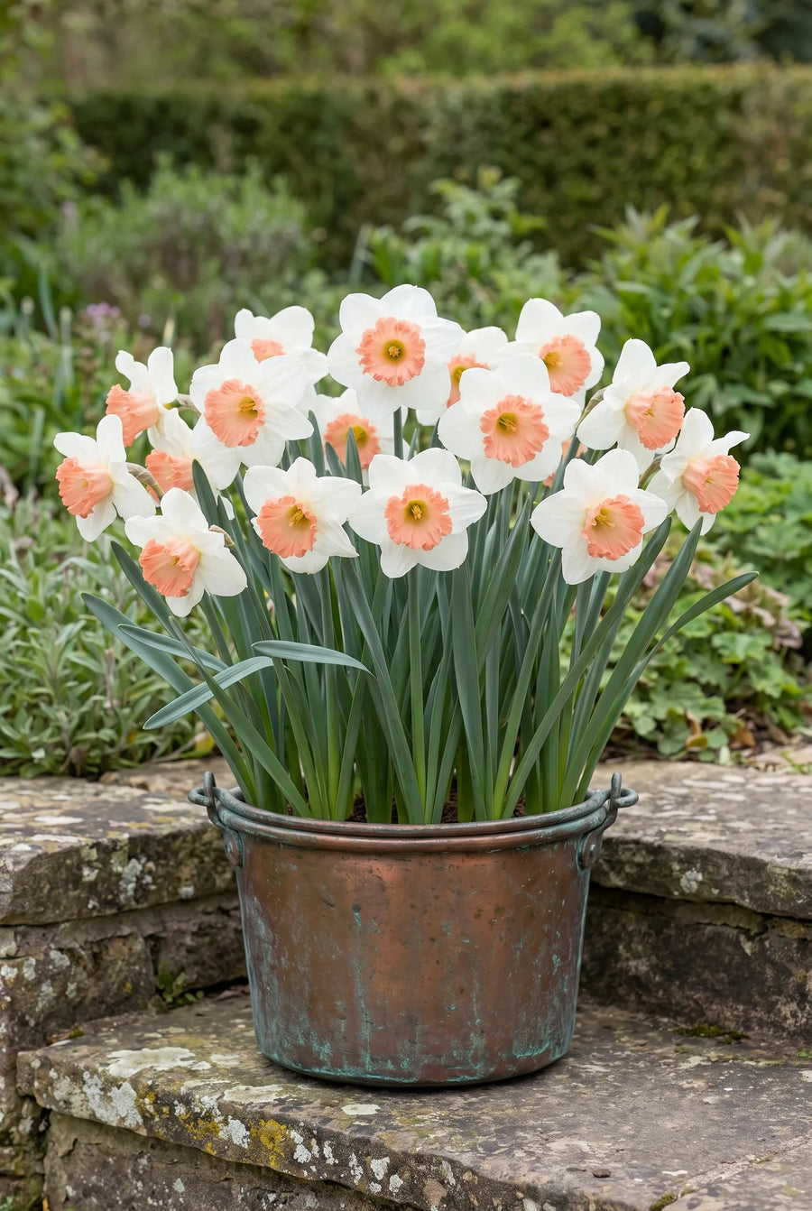 Narcissus Pink Charm — in pot op terras