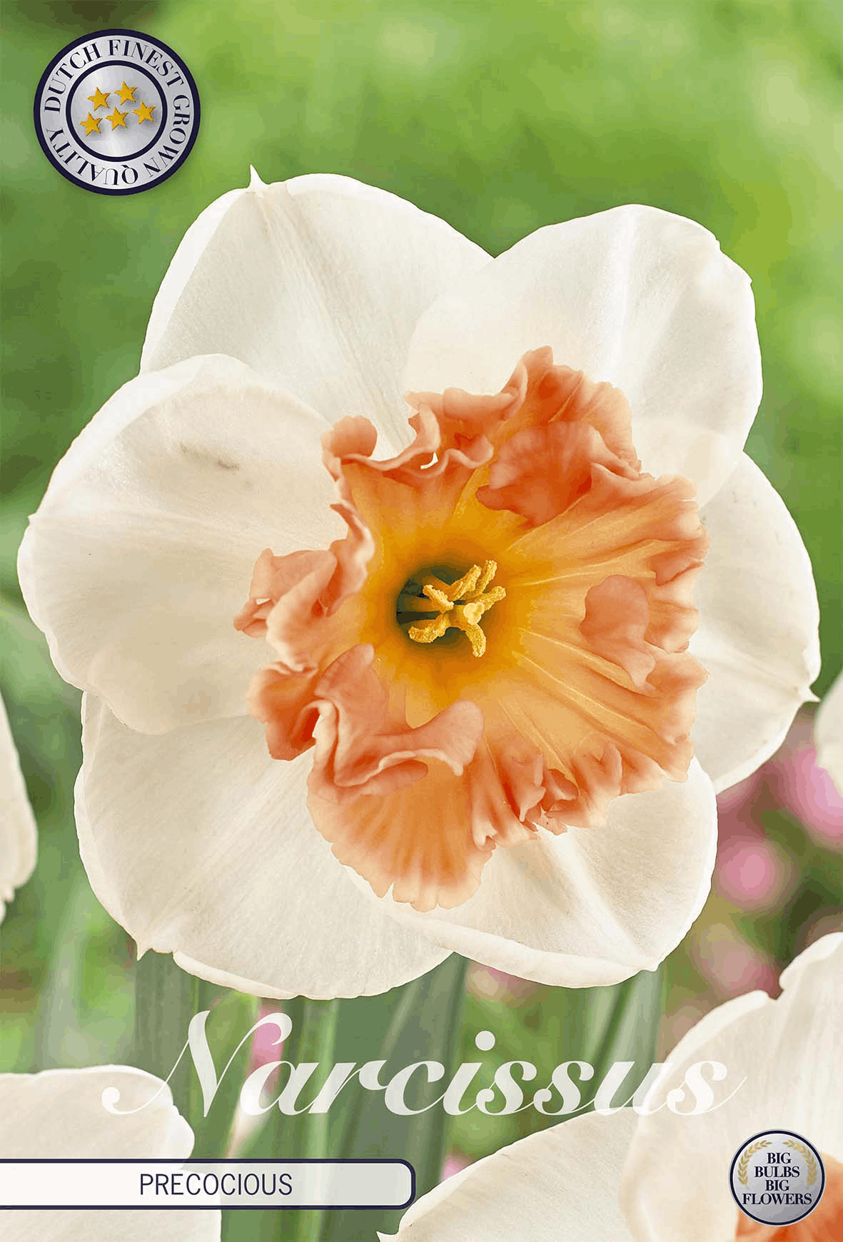 Narcissus Precocious