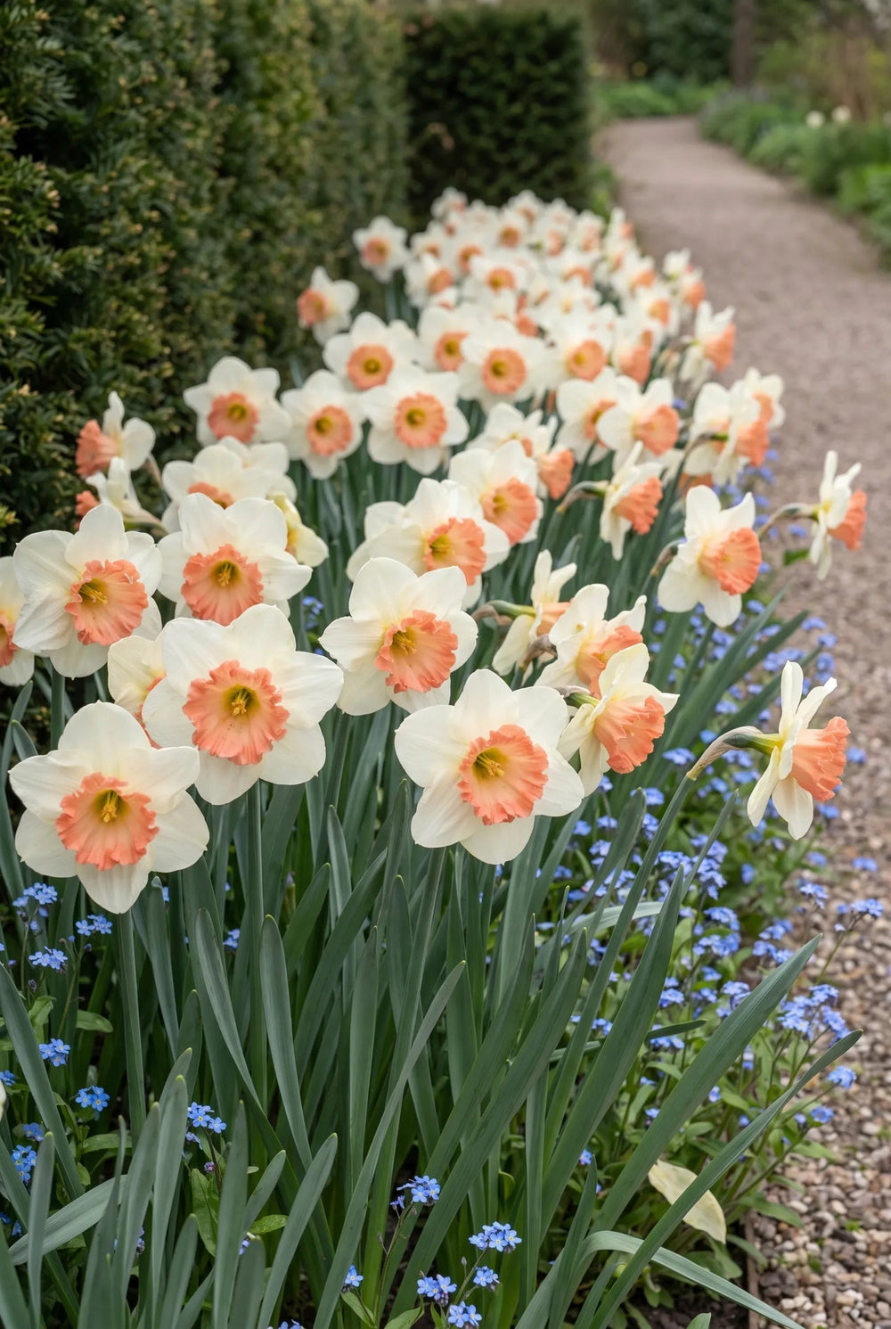Une transformation au jardin