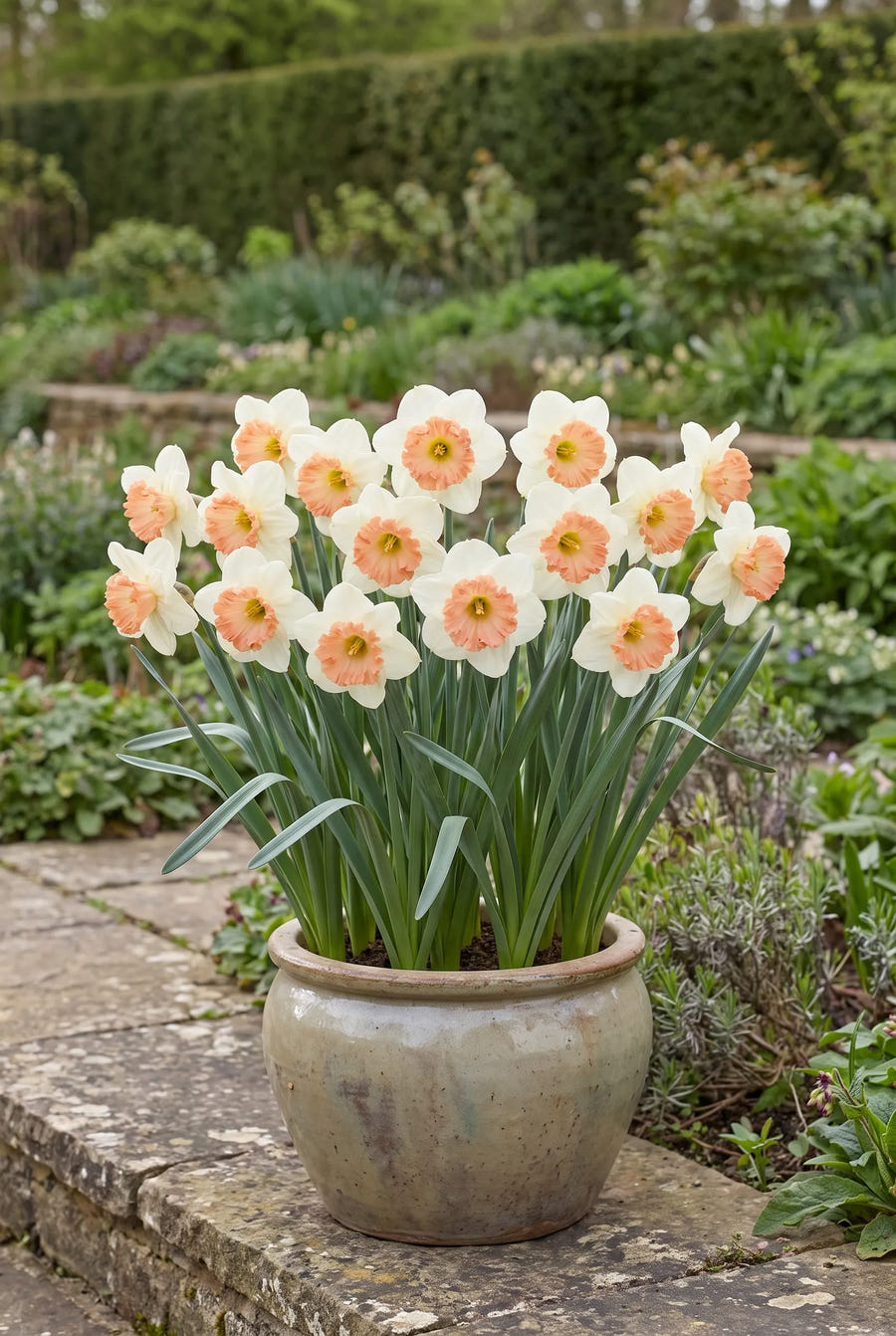 Narcissus Precocious — in pot op terras
