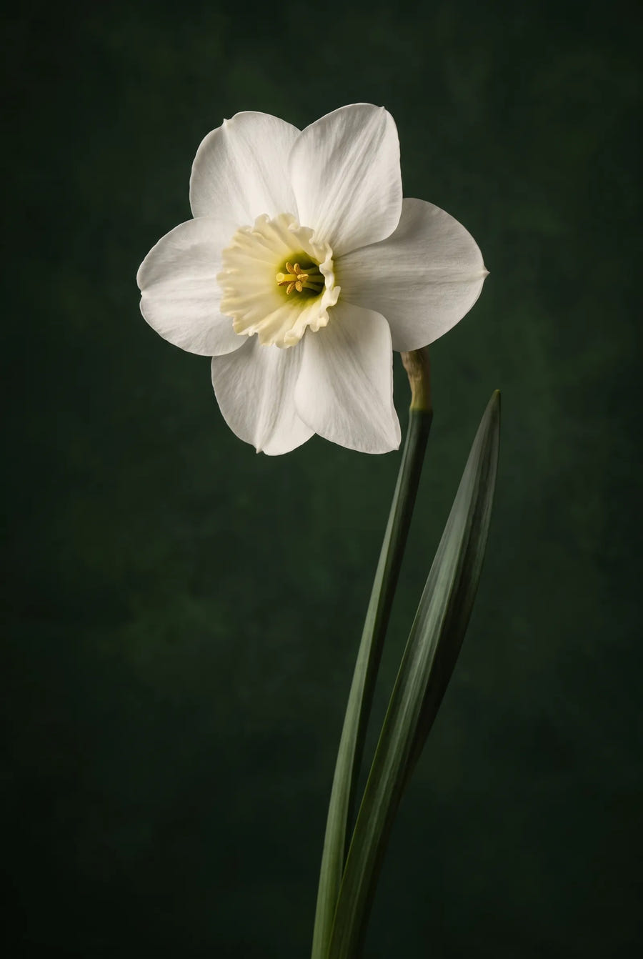 Narcissus Princess Zaide — sfeerbeeld