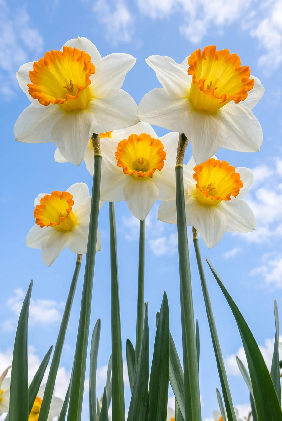 Narcissus Sound — in de tuin