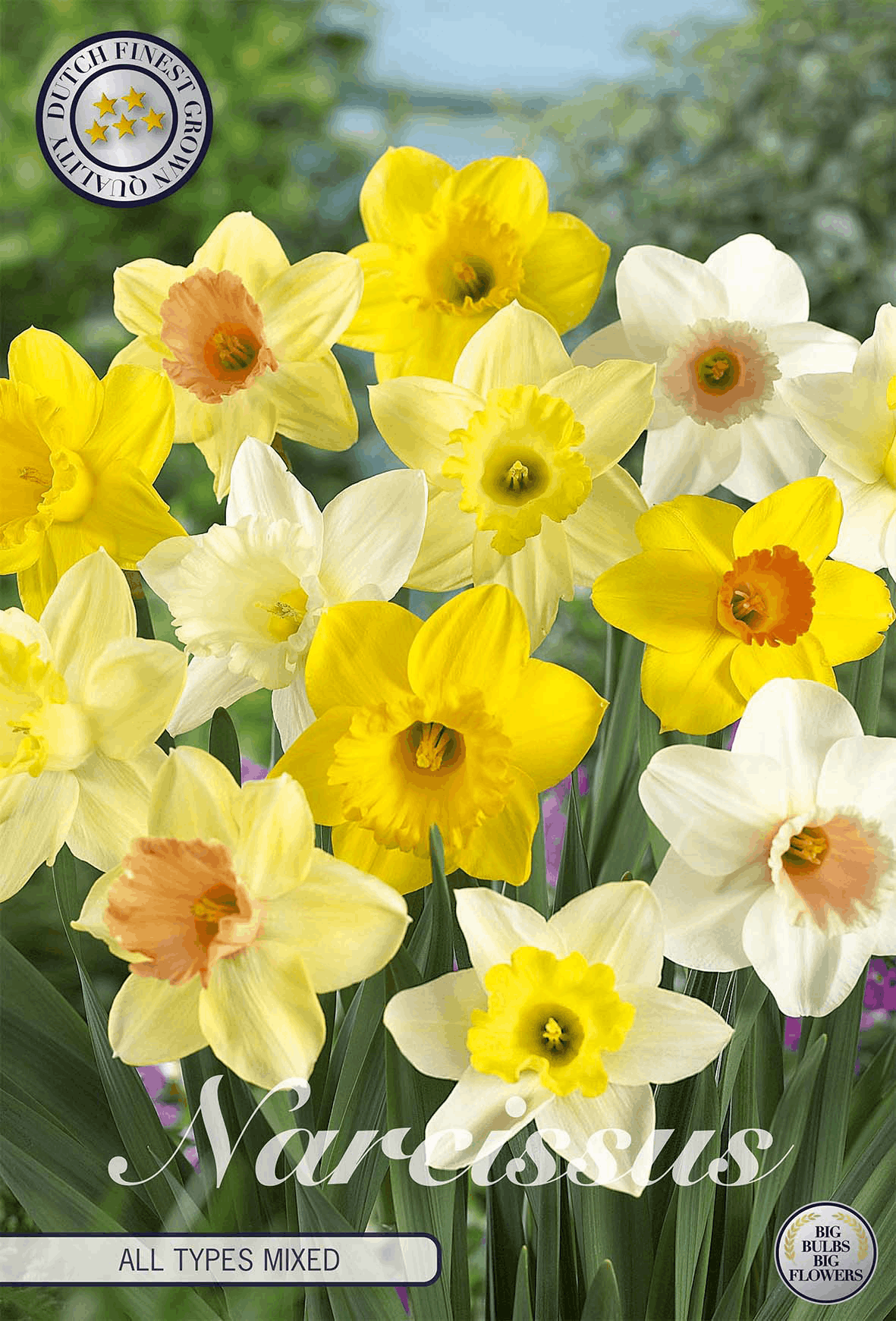 Bulbes de narcisses