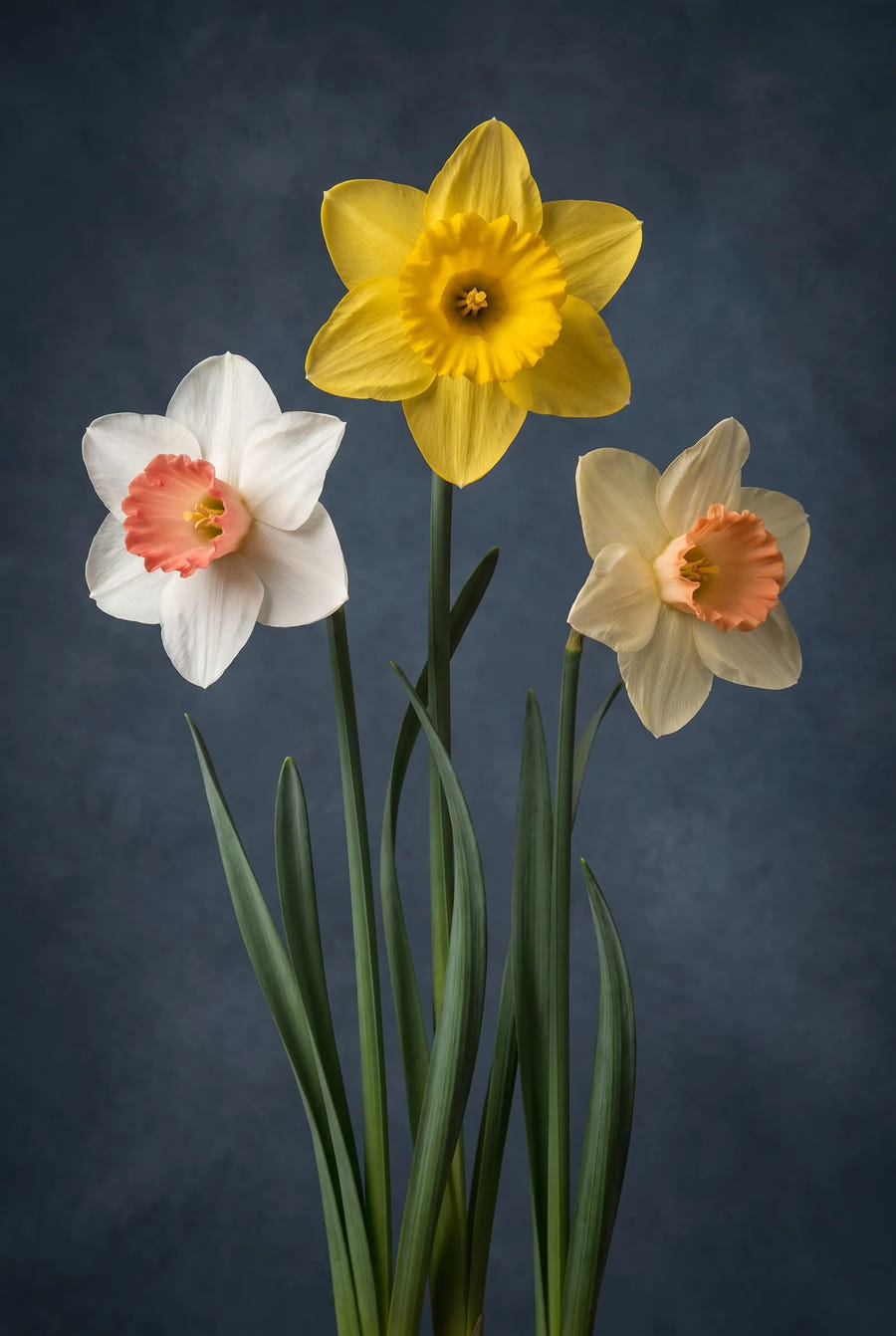 Narcissus All Types Mixed — sfeerbeeld