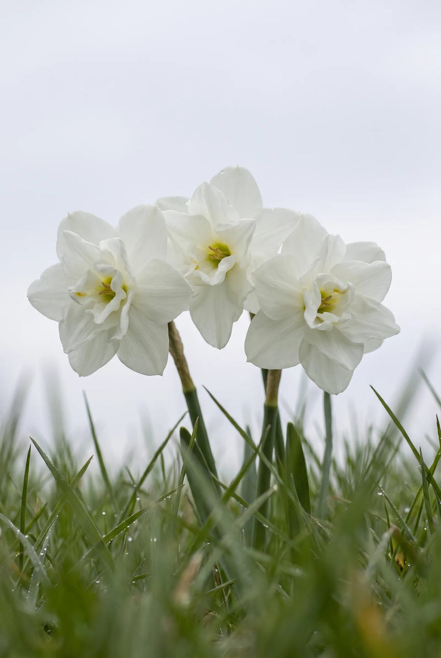 Narcissus Albo Plenus — sfeerbeeld