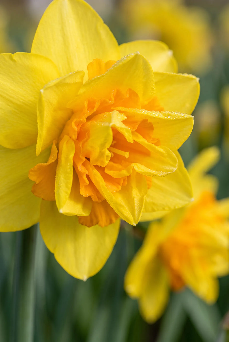 Narcissus Dick Wilden — sfeerbeeld