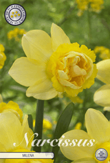 Narcissus Milena