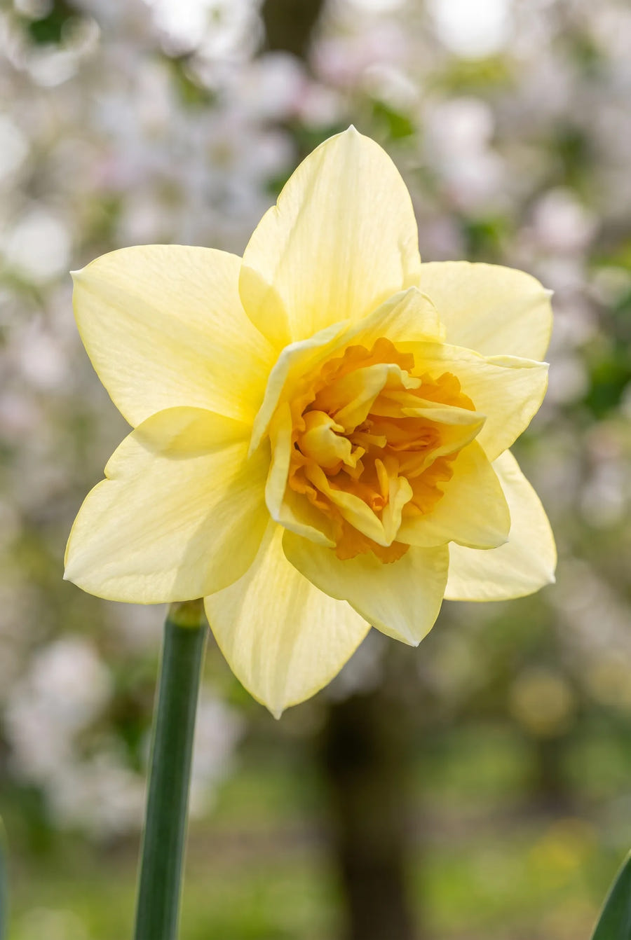 Narcissus Milena — close-up van de bloem