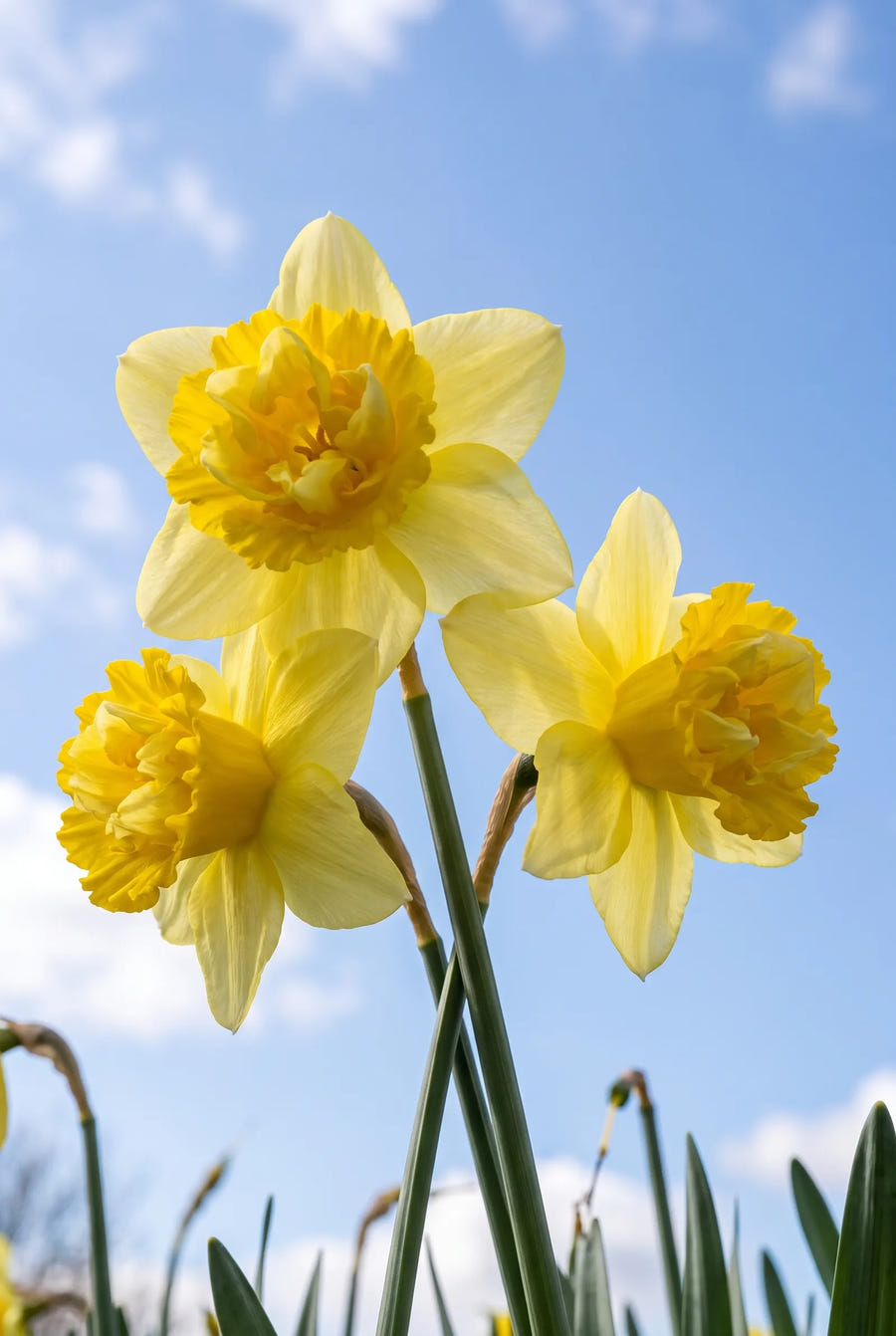 Narcissus Milena — in de tuin