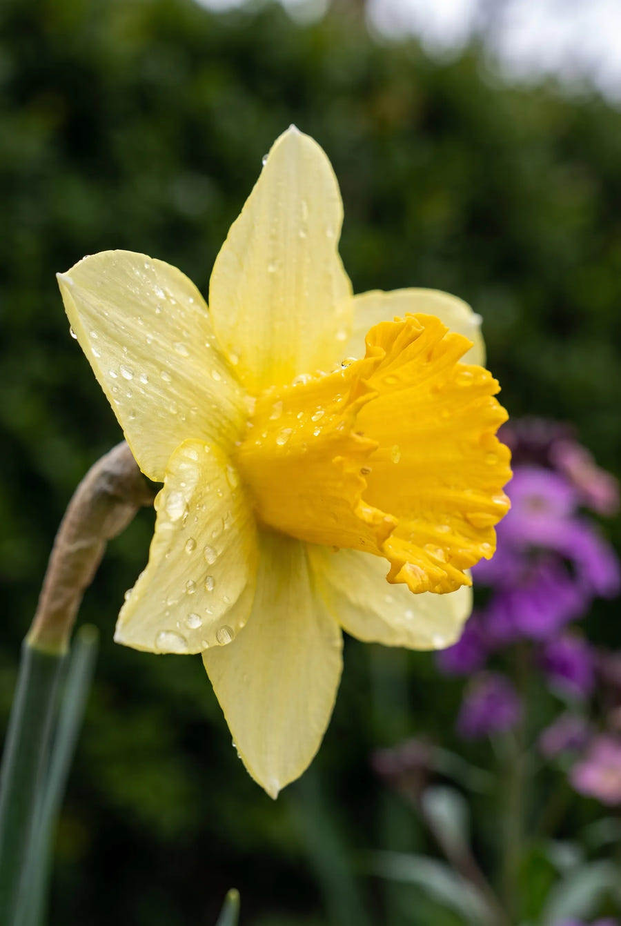 Narcissus Milena — sfeerbeeld