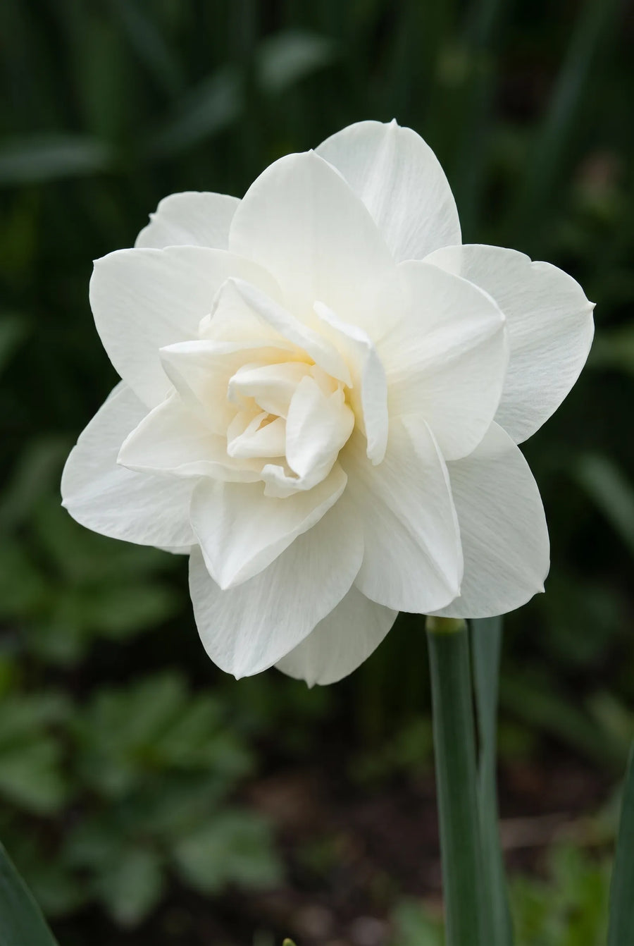 Narcissus Obdam — close-up van de bloem