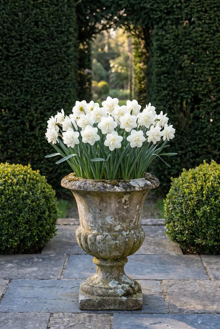 Narcissus Obdam — in pot op terras