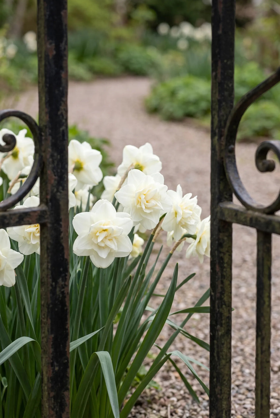 Narcissus Obdam — in de tuin