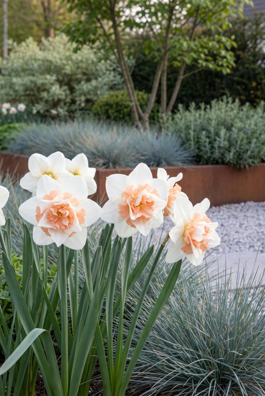 Narcissus Replete — in de border