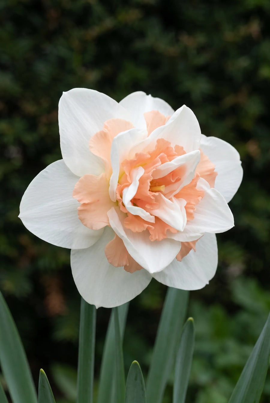Narcissus Replete — close-up van de bloem