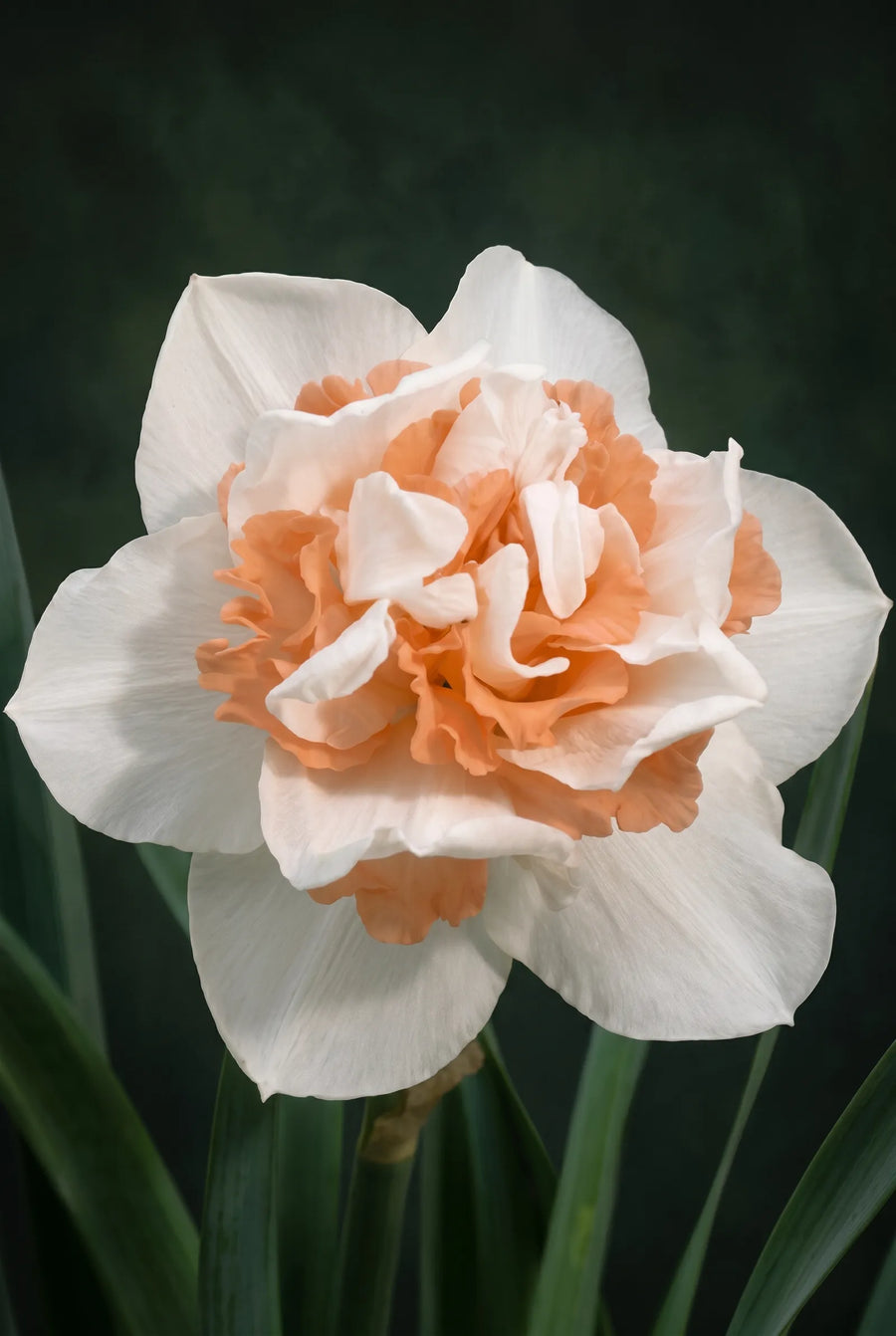Narcissus Replete — sfeerbeeld