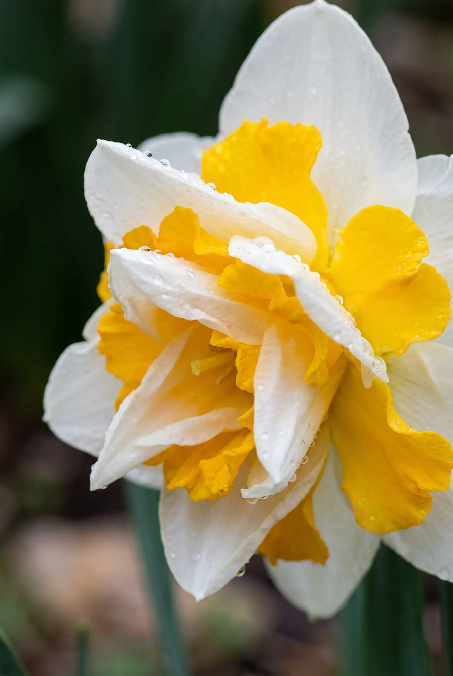 Narcissus Salou — sfeerbeeld