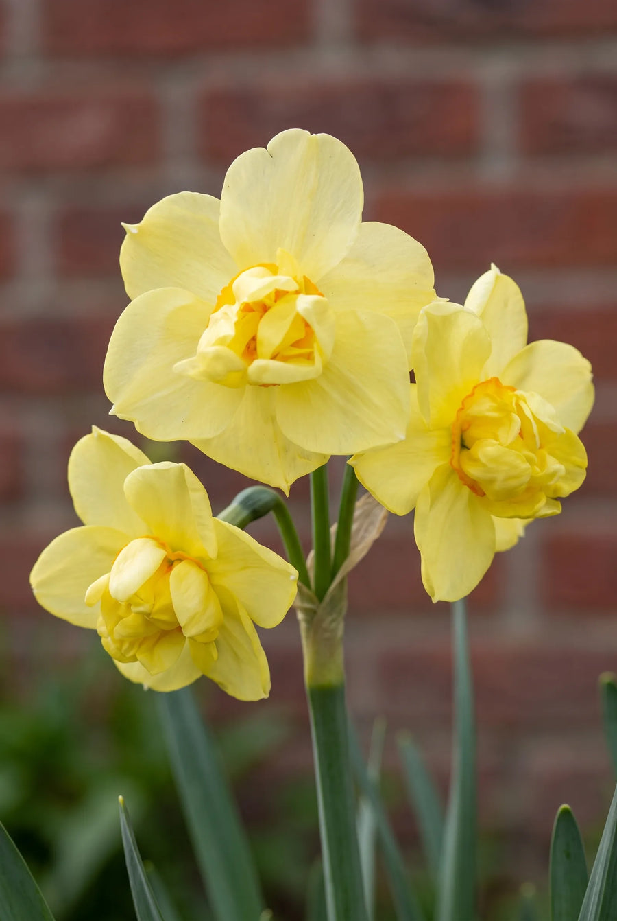 Narcissus Yellow Cheerfullness — close-up van de bloem