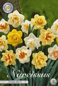 Narcissus Double Mixed