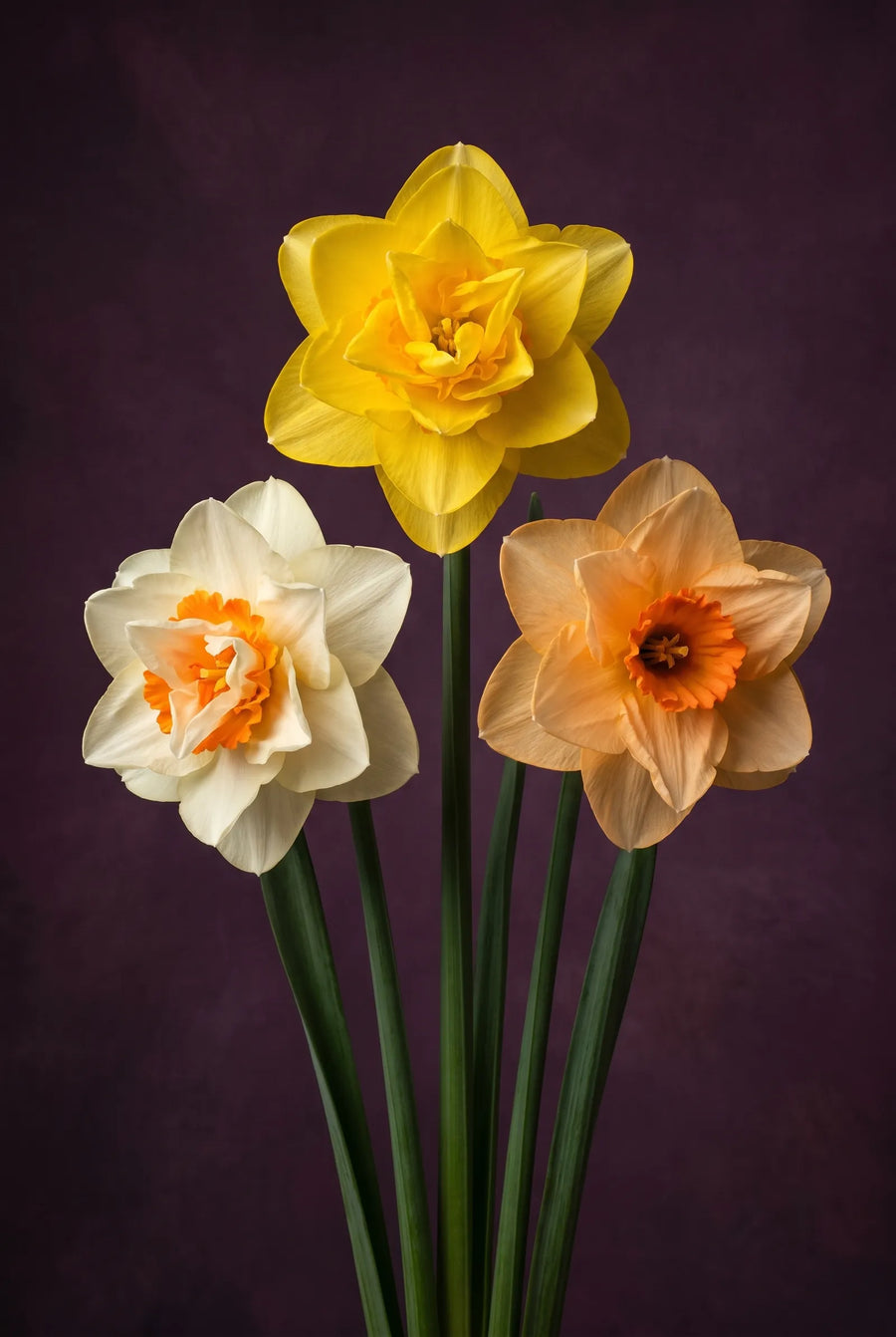 Narcissus Double Mixed — sfeerbeeld