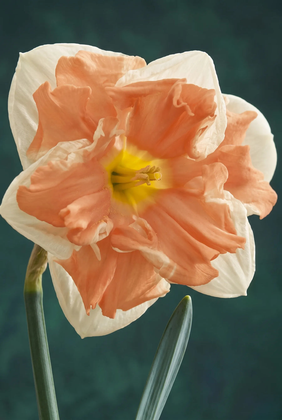 Narcissus Apricot Whirl — sfeerbeeld