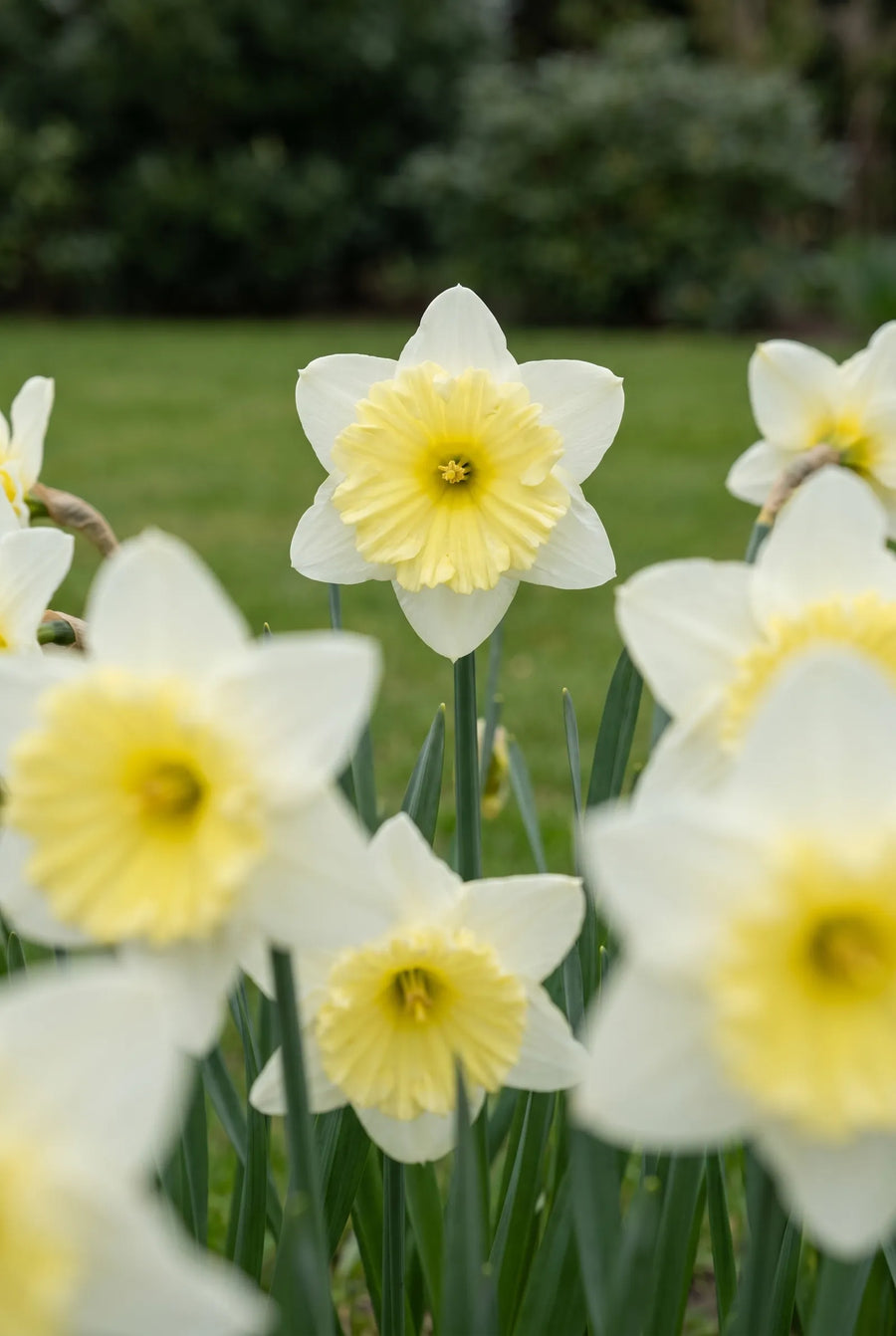 Narcissus Cassata — in de tuin