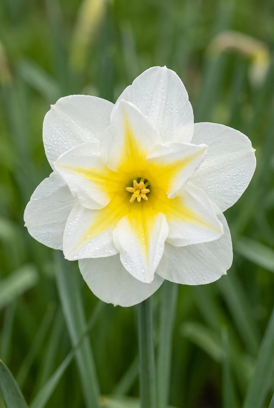 Narcissus Lemon Beauty — close-up van de bloem