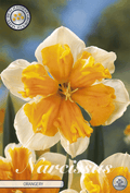 Narcissus Orangery