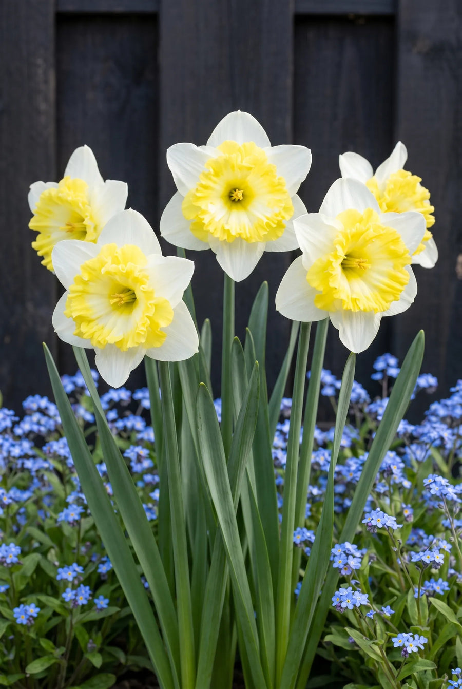 Narcissus Printal — in de border