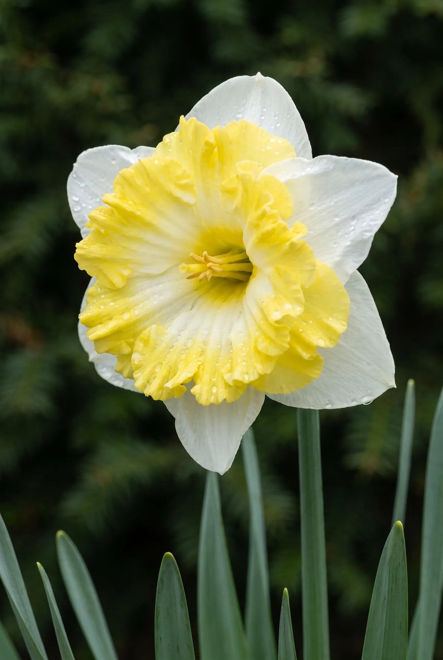 Narcissus Printal — close-up van de bloem
