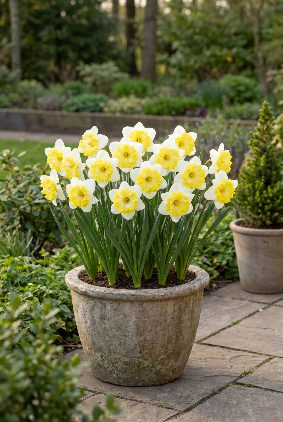 Narcissus Printal — in pot op terras