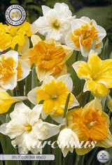 Narcissus Split Corona Mixed