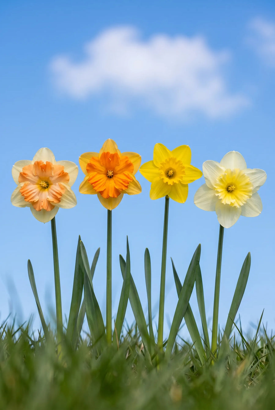 Narcissus Split Corona Mixed — in de tuin