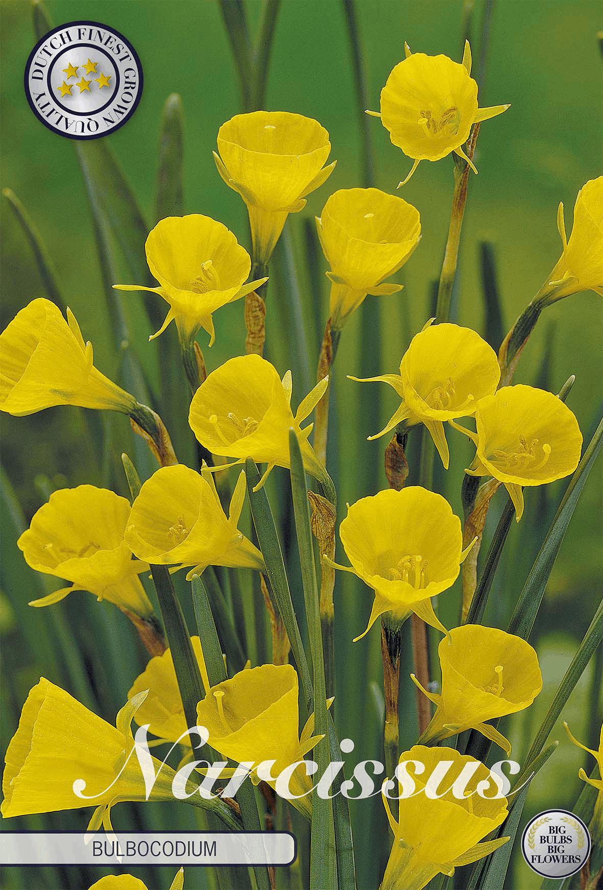 Narcissus Bulbocodium