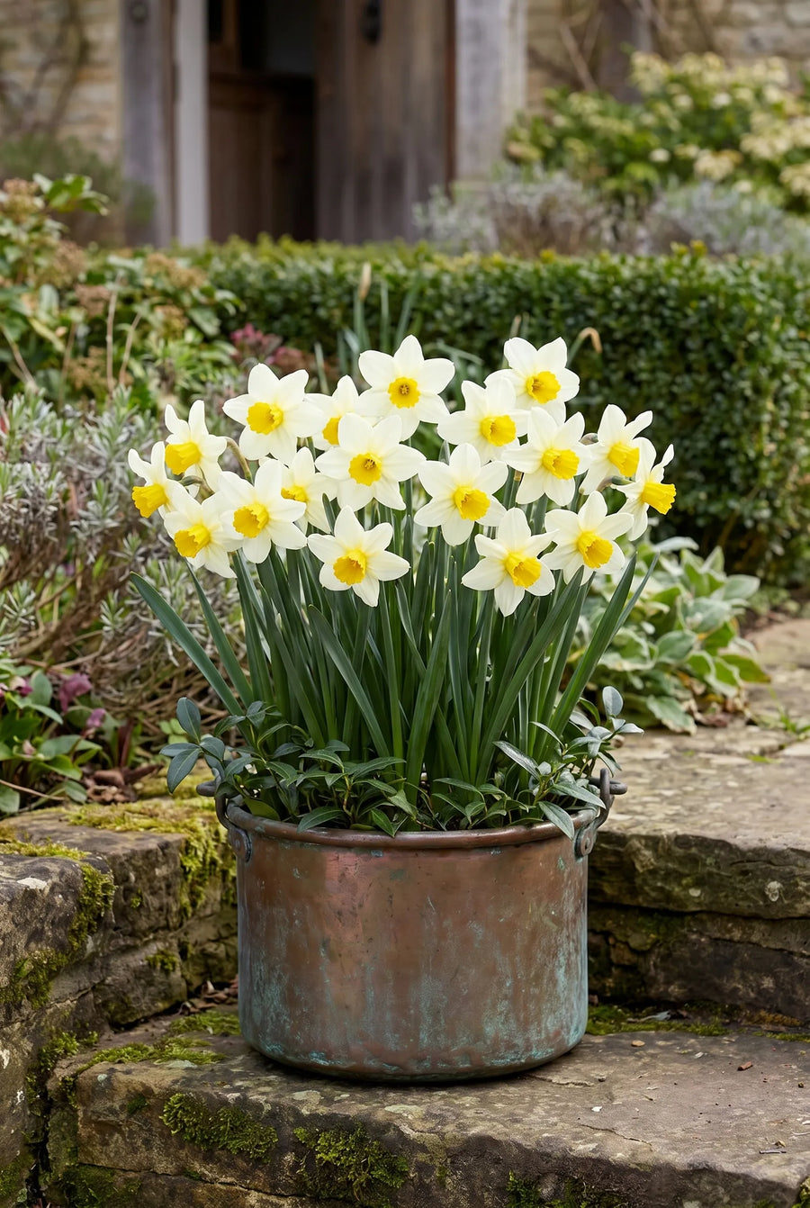 Narcissus Golden Echo — in pot op terras