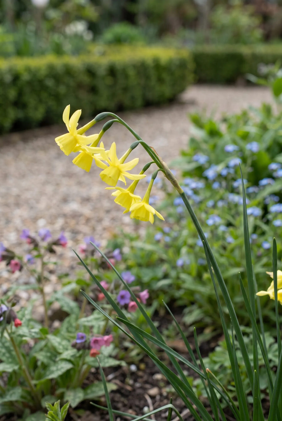 Narcissus Hawera — close-up van de bloem