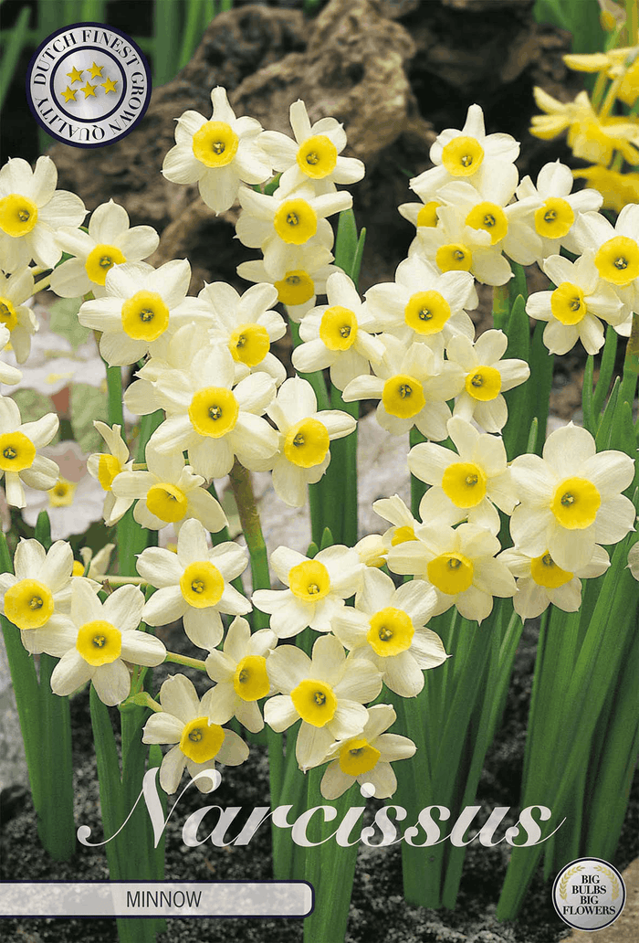 Narcissus Minnow