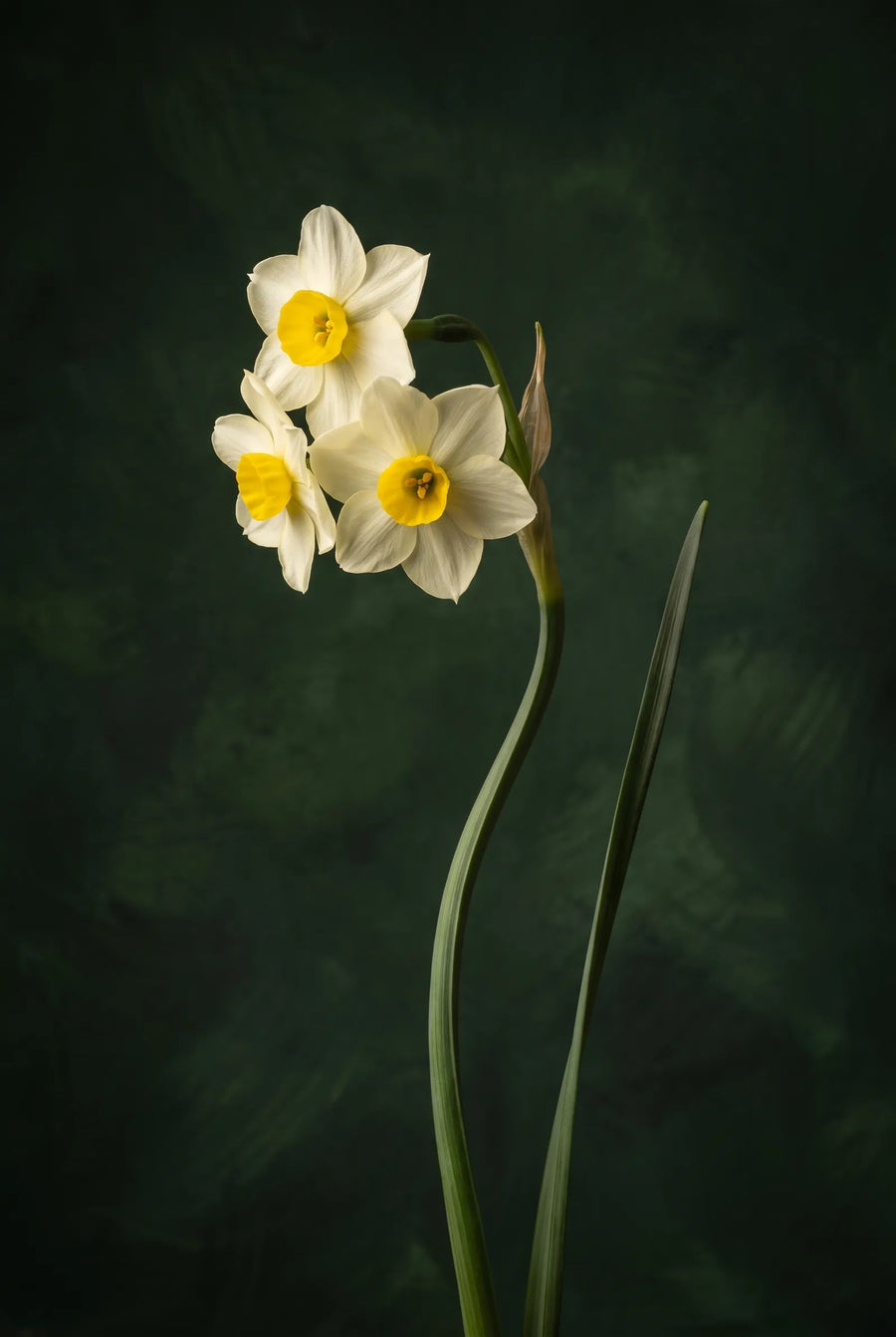 Narcissus Minnow — sfeerbeeld