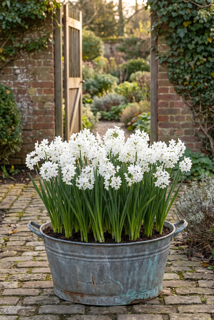 Narcissus Paperwhite Grandiflora — in pot op terras